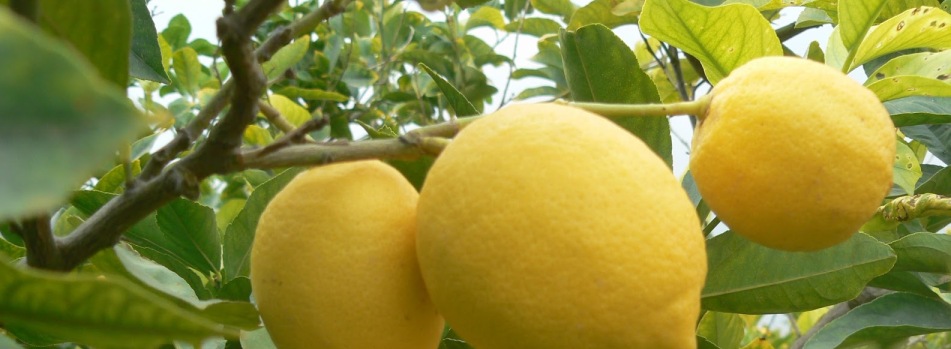 limones amarillos