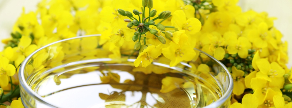 Aceite de Canola