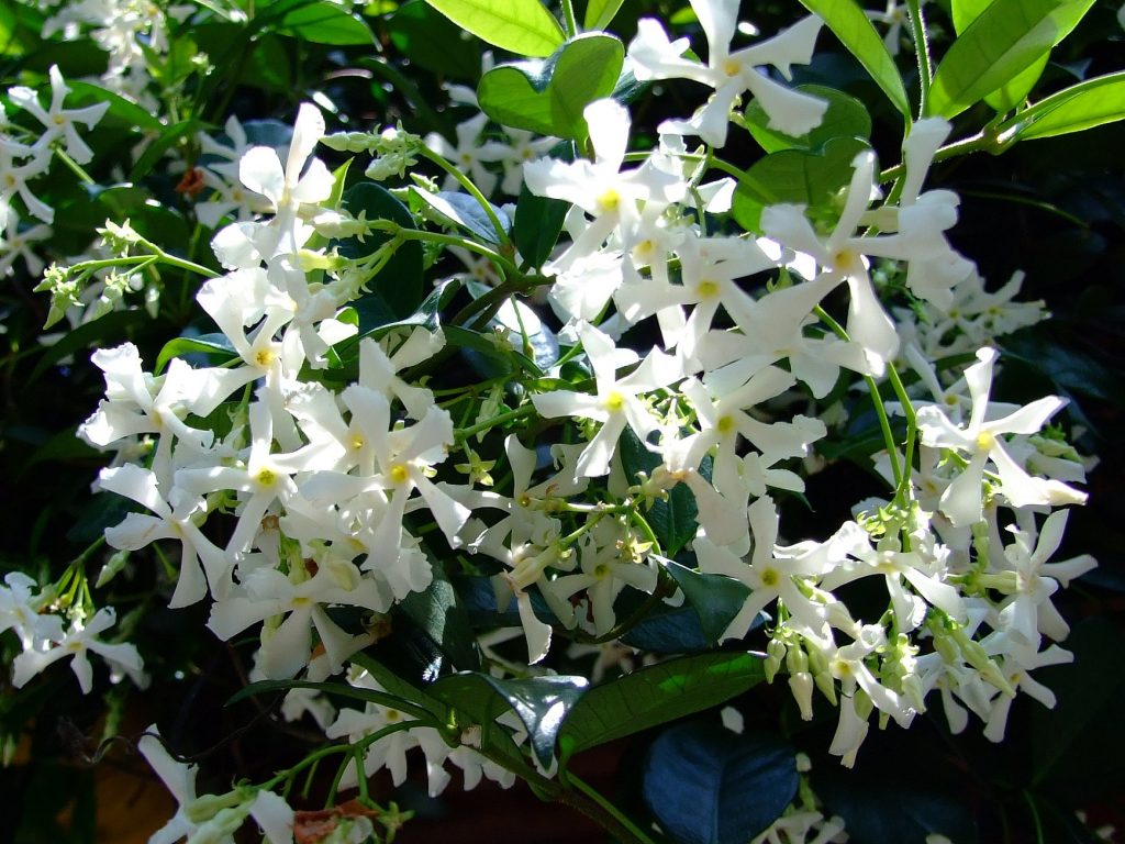 trachelospermum-jasminoide