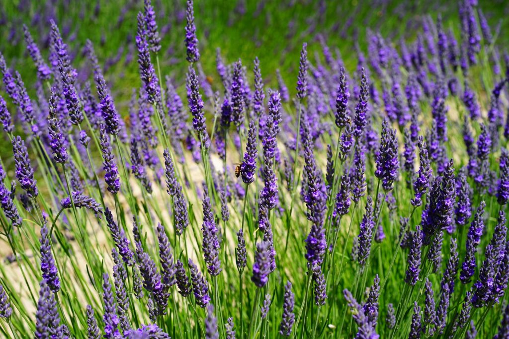 Lavanda