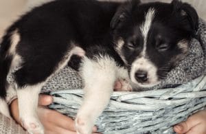 si tu mascota duerme con ojos abiertos