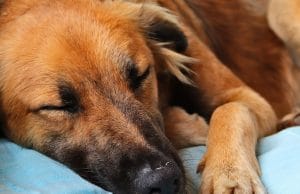 perrito ojos abiertos