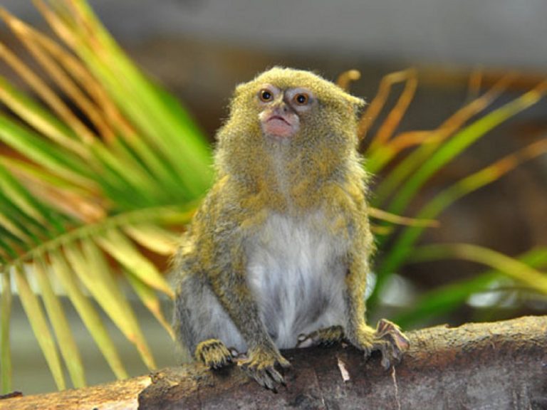 El primate mas pequeño del mundo encontrado en Ecuador