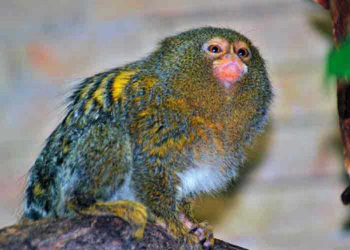 El primate mas pequeño del mundo encontrado en Ecuador