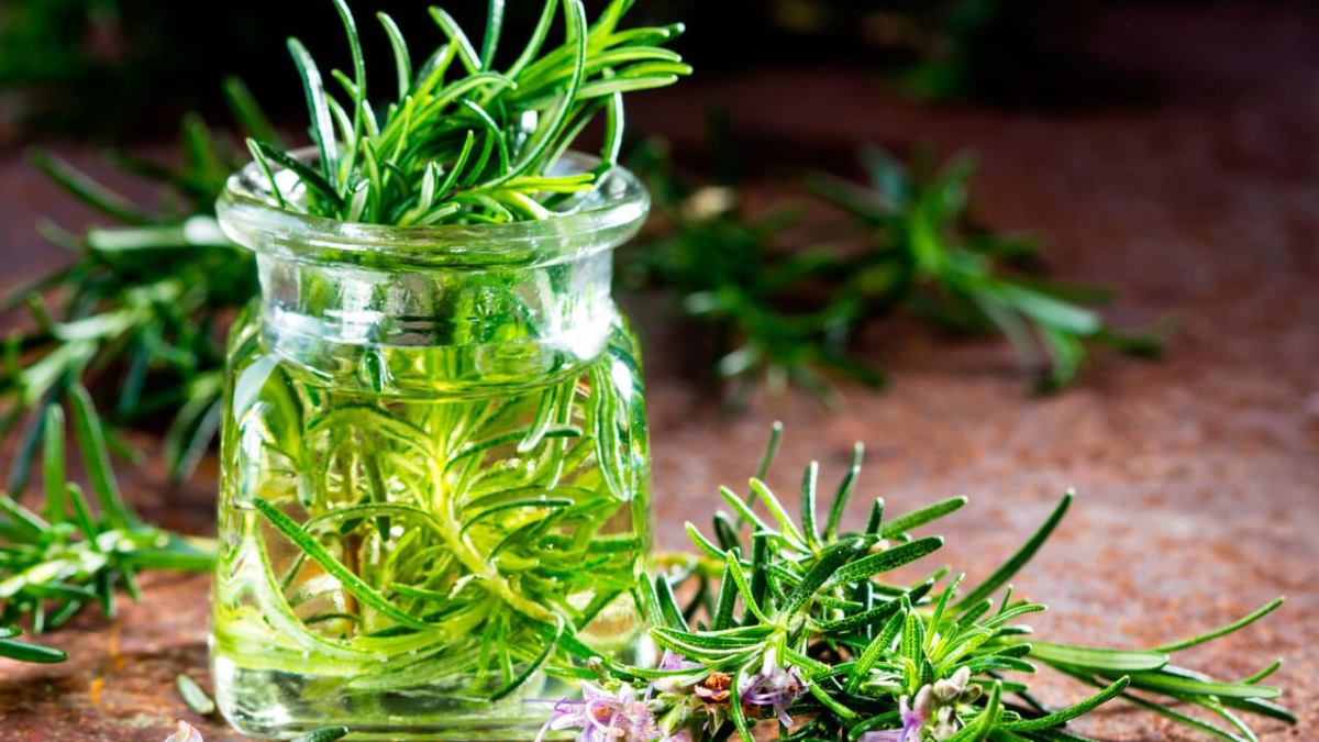 Romero, la hierba milagrosa para fortalecer nuestro cabello