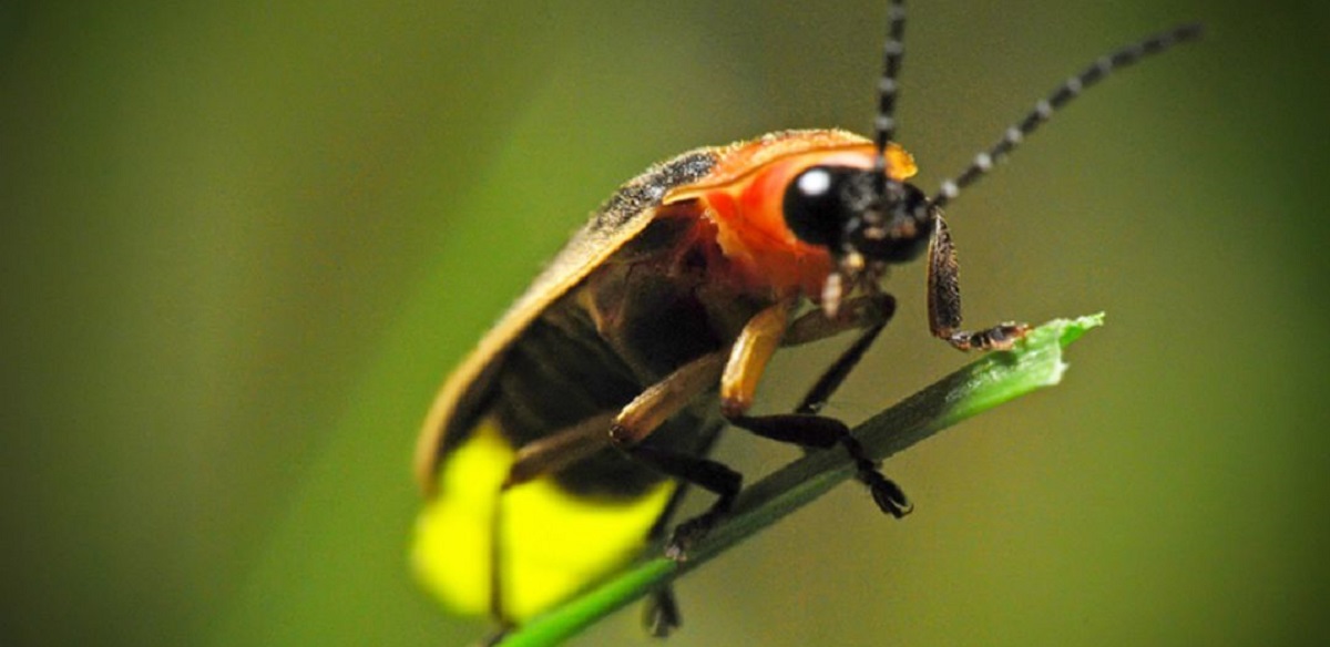 La extinción de los insectos: Un hecho que afectará a todo el mundo