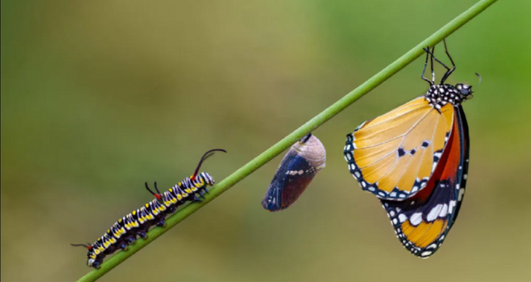 La extinción de los insectos: Un hecho que afectará a todo el mundo