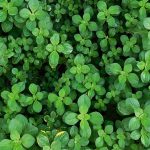 Beneficios Del Boldo