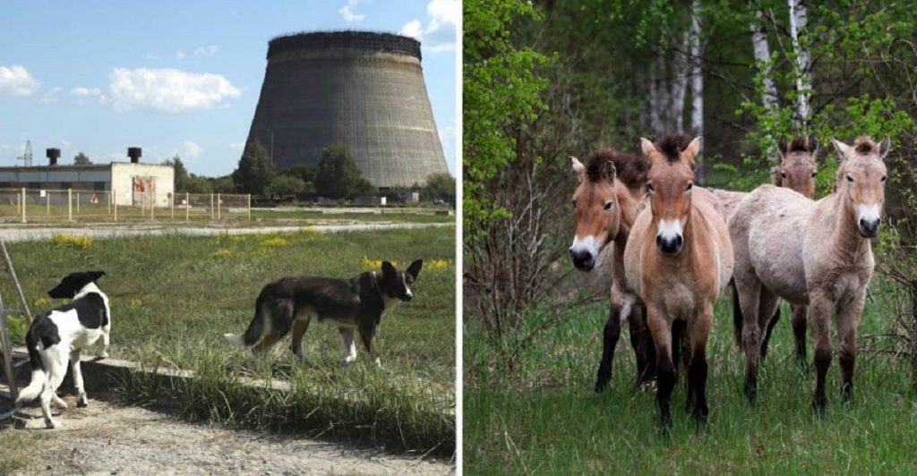 Animales mutantes en Chernobyl: Especies que sobrevivieron la radiación