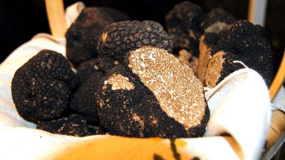 Trufa negra chilena: Una de las delicias más finas que exporta el país