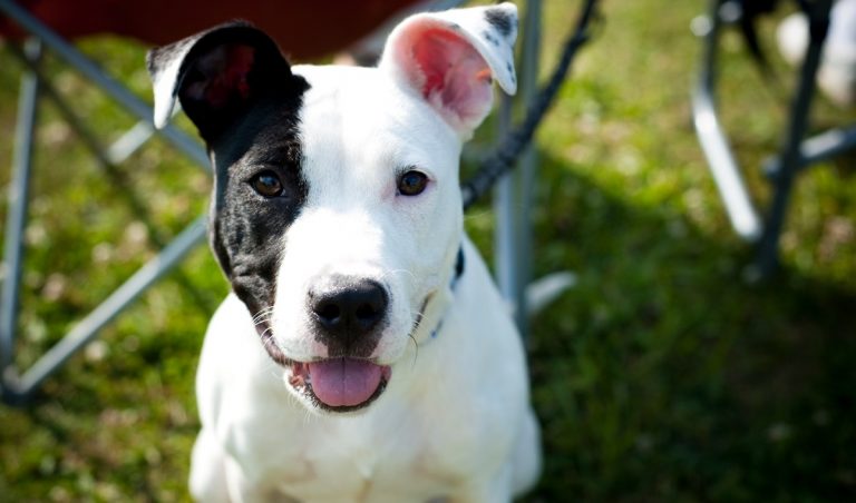 ¡El mejor amigo de todos! Los perros nacen entendiendo a los humanos