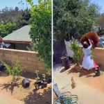 Mujer Empuja Oso Atacaba Perros