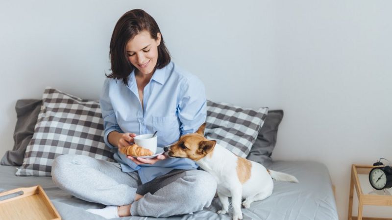 Animales En La Cama