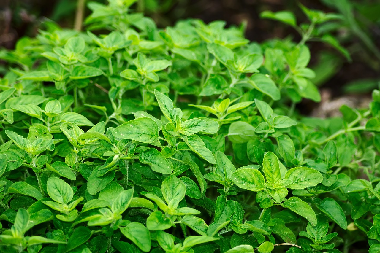 Beneficios Del Oregano