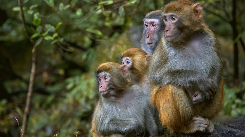 Virus del Mono B: La enfermedad que tuvo a su primera víctima en China