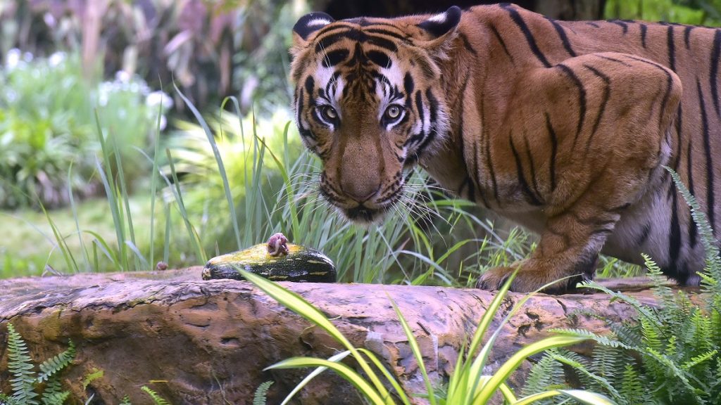 Joven de 22 años fallece tras ser atacada por un tigre en Rancagua