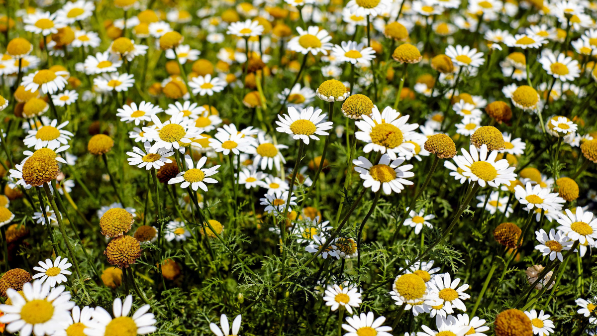 Manzanilla Propiedades, beneficios, contraindicaciones y cómo preparar — Radio Imagina