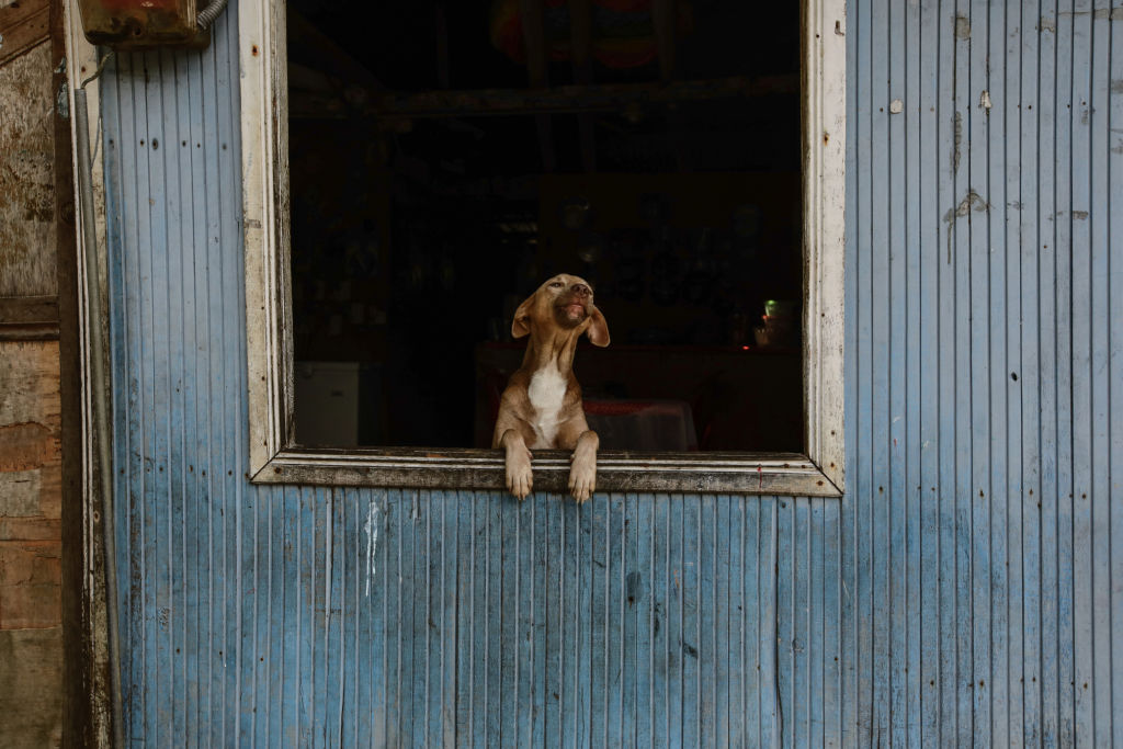 Perrita héroe