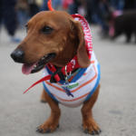 proyecto de ley por muerte de mascotas