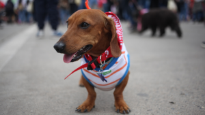 proyecto de ley por muerte de mascotas