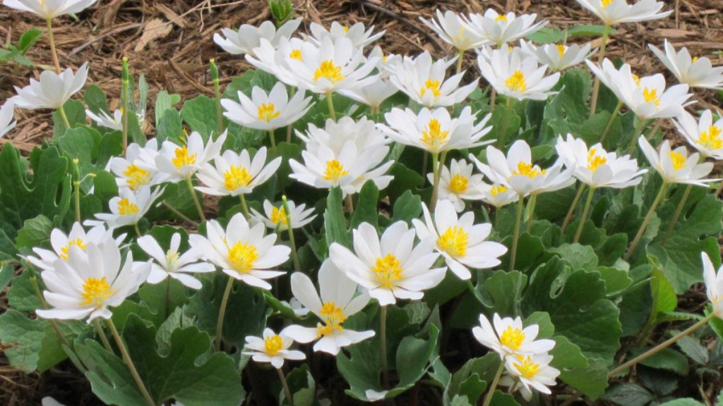 Sanguinaria