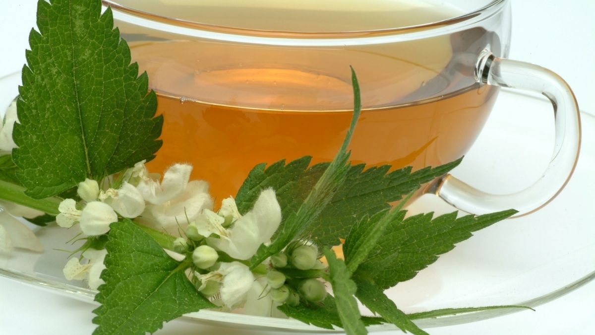 Ortiga: Qué es, beneficios, cómo preparar y sus contraindicaciones ...