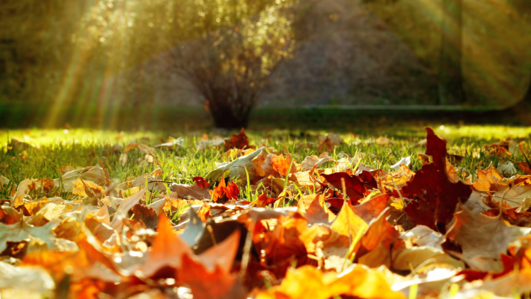 BENEFICIOS DEL OTOÑO PARA LA SALUD FÍSICA Y MENTAL