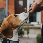 EL OLFATO DE LO PERROS (4)