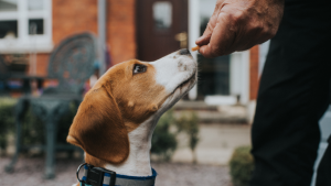 EL OLFATO DE LO PERROS (4)