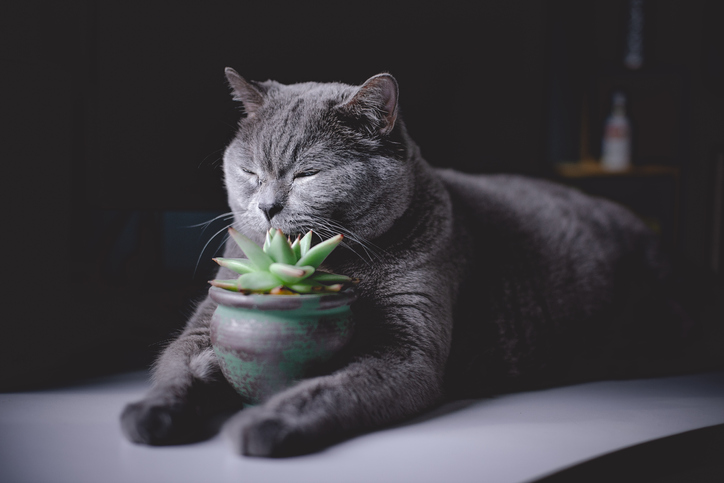 Fat Cat Is Biting A Succulent Plant