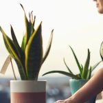 Aloe Vera Planta Interior