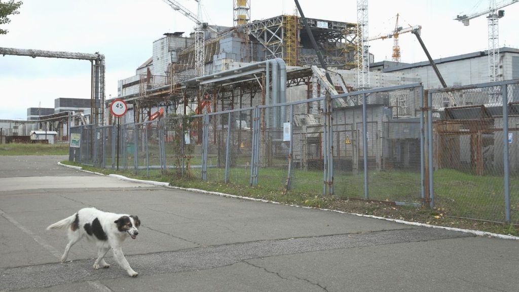 Perro Chernobyl