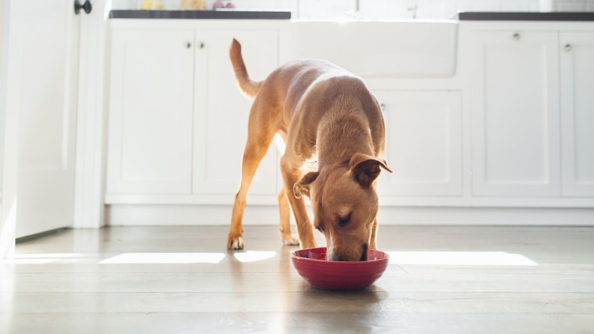 ESTUDIO COMIDA PERROS (1)