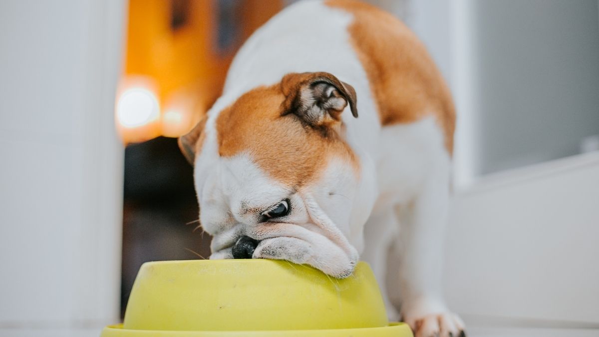 ESTUDIO COMIDA PERROS (4)