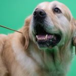 Perrita Extraviada Alaska