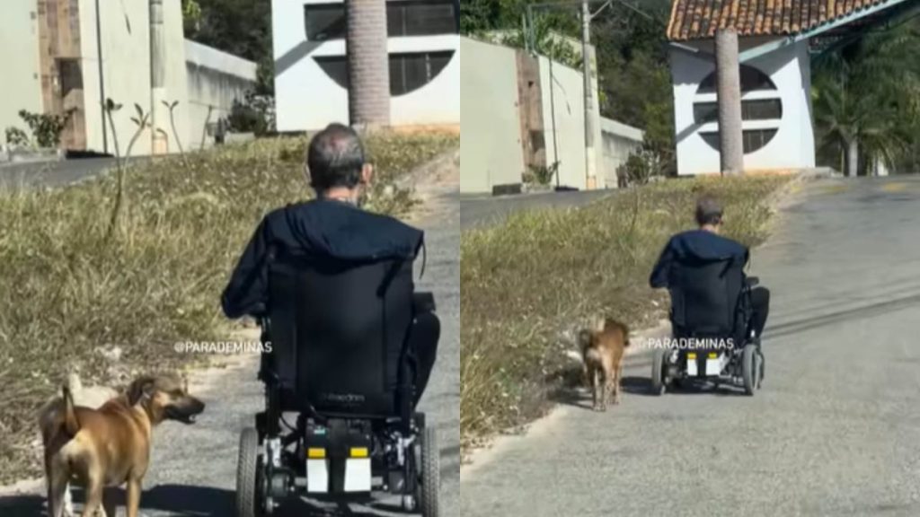 Hombre Silla De Rueda Perros