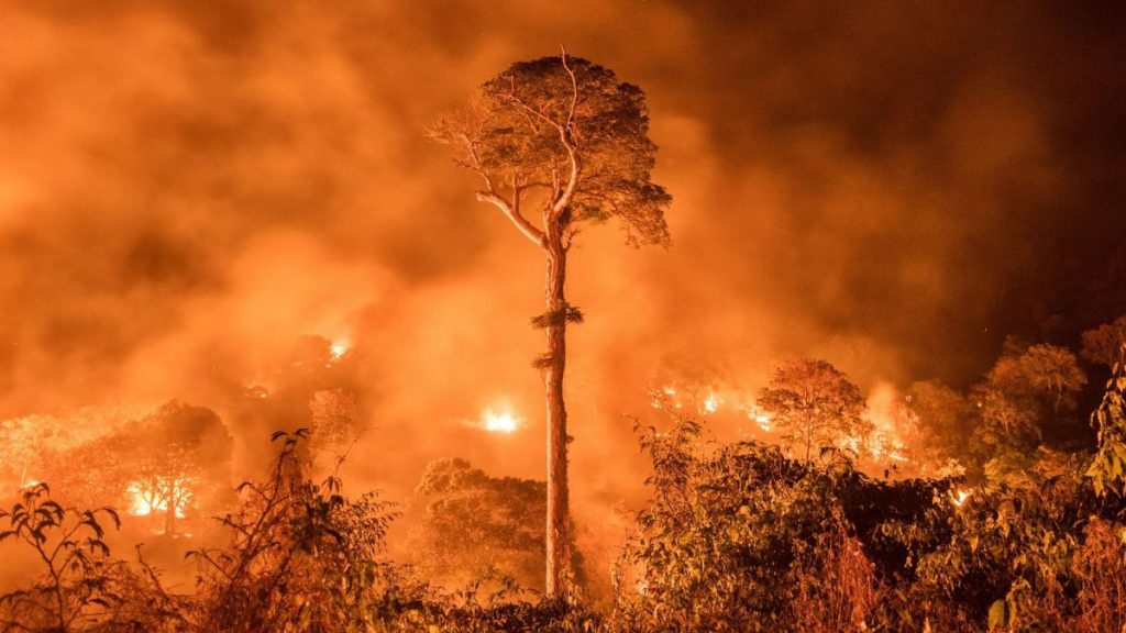 Incendio Forestal Viña Del Mar