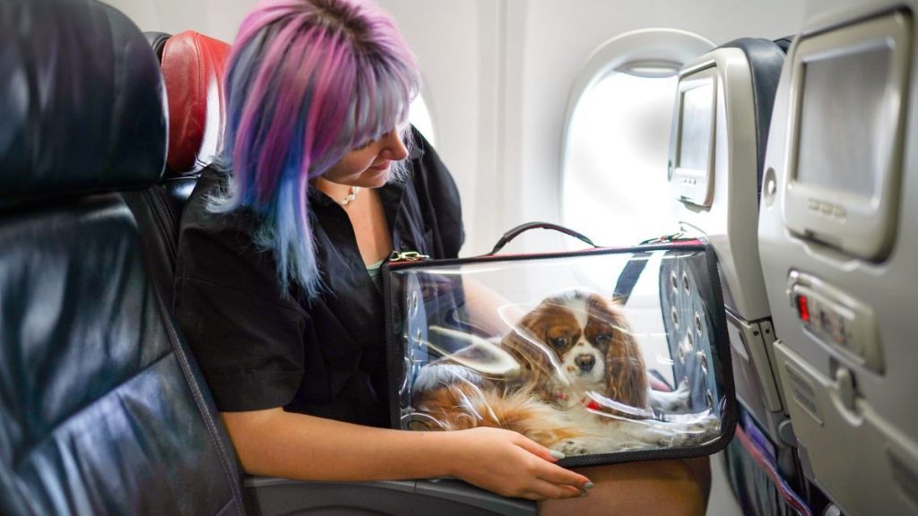 viaje con perro en avión