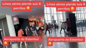 Video Viral De Perros Perdidos