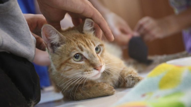 Animales Afectados Por Incendio