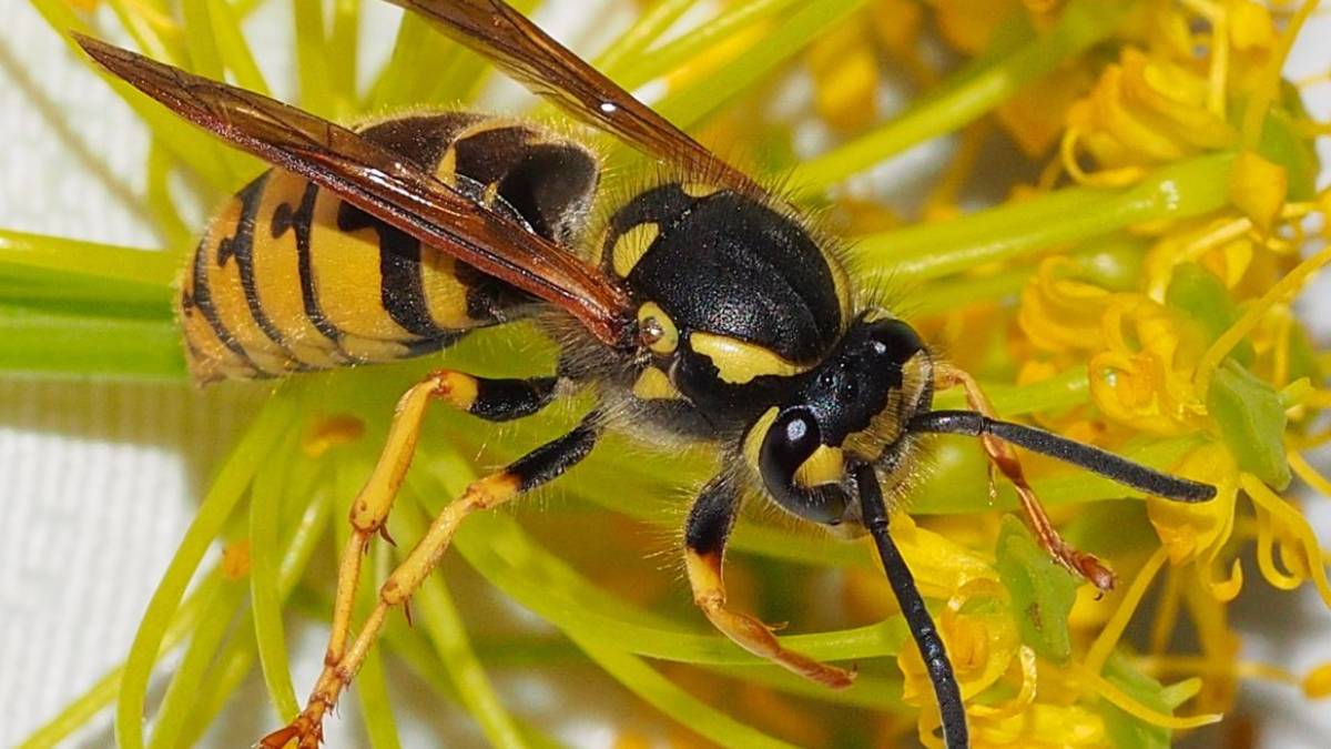 Avispa Chaqueta Amarilla