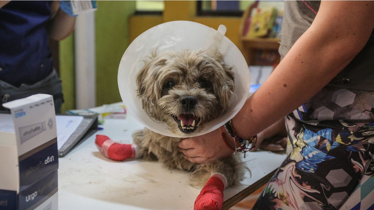 Ayuda Para Animales