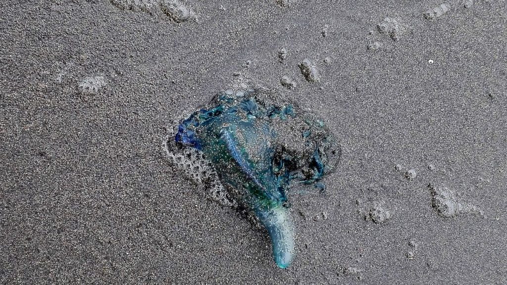 Fragata Portuguesa ¿Cuáles Son Las Playas Que Tienen Prohibición De Baño (2)