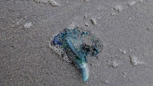 Fragata Portuguesa ¿Cuáles Son Las Playas Que Tienen Prohibición De Baño (2)