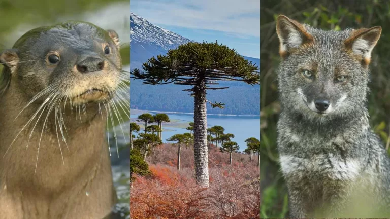 Datos Preocupantes_ Estas Son Cinco Especies En Chile Que Están En Peligro De Extinción