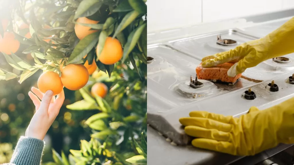 La Naranja Estos Son Los Componentes Que Lo Hacen Un Gran Aliado Para Combatir La Suciedad Y Los Malos Olores
