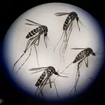 Dengue En Chile