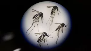 Dengue En Chile