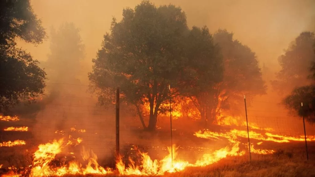 Reporte Incendio Forestal