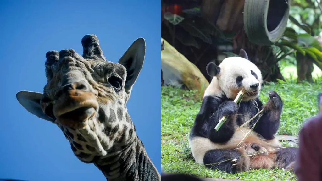 Zoologico Metropolitano